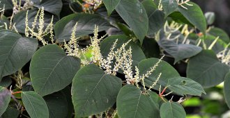 Legal Victory in UK Japanese Knotweed Case Could Lead to More Claims