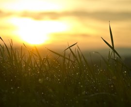 Blandy & Blandy Working with Ecological Planning & Research to Help Landowners and Developers Navigate BNG Legislation